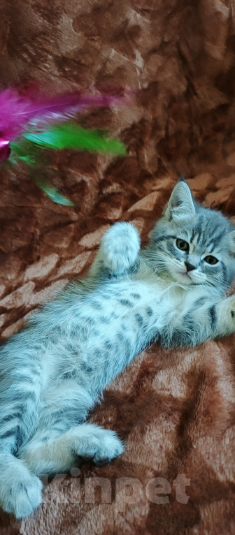 Кошки в Севастополе: Шотландский прямоухий котёнок Мальчик, 13 000 руб. - фото 3