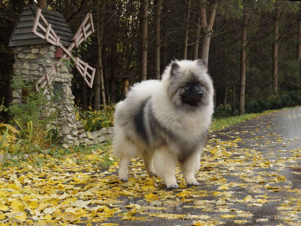 Собаки в Туле: Шикарный щенок кеесхонда Мальчик, 60 000 руб. - фото 4