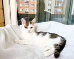 Кошки в Москве: Котёнок Лилу в поисках счастья, в добрые руки Девочка, Бесплатно - фото 7