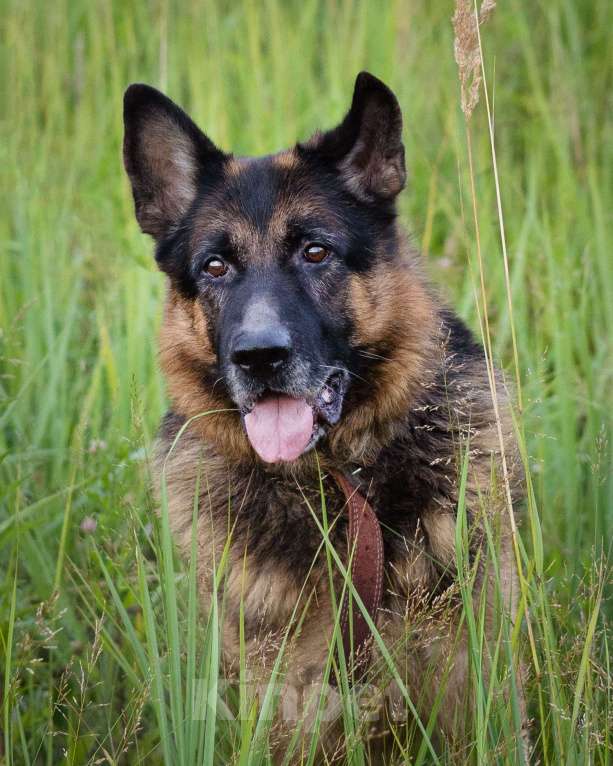 Собаки в Москве: Немецкая овчарка в добрые руки Мальчик, Бесплатно - фото 9