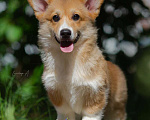 Собаки в Москве: Красивый щенок вельш корги пемброк Мальчик, 80 000 руб. - фото 2