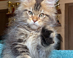 Кошки в Домодедово: Котята мейнкун , 50 000 руб. - фото 5