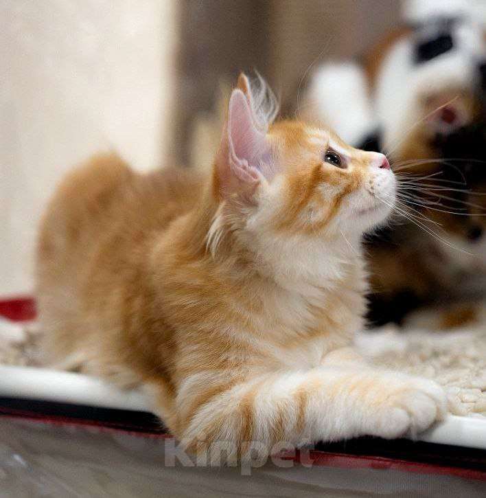 Кошки в Москве: Сердоликовая кошечка курильский бобтейл Девочка, 50 000 руб. - фото 5