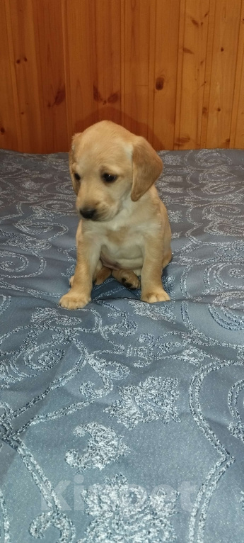 Собаки в других городах Владимирской области: Метис лабрадора и русского охотничьего спаниеля  Девочка, 5 000 руб. - фото 3