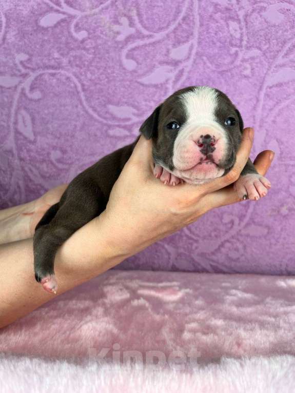 Собаки в Москве: Красивейшая девочка амстаффа Девочка, 120 000 руб. - фото 2