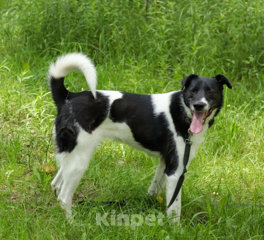 Собаки в Ногинске: Клэр Девочка, Бесплатно - фото 4