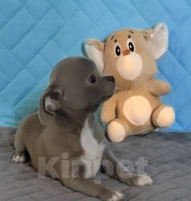 Собаки в Балахне: Чихуахуа Мальчик, Бесплатно - фото 4