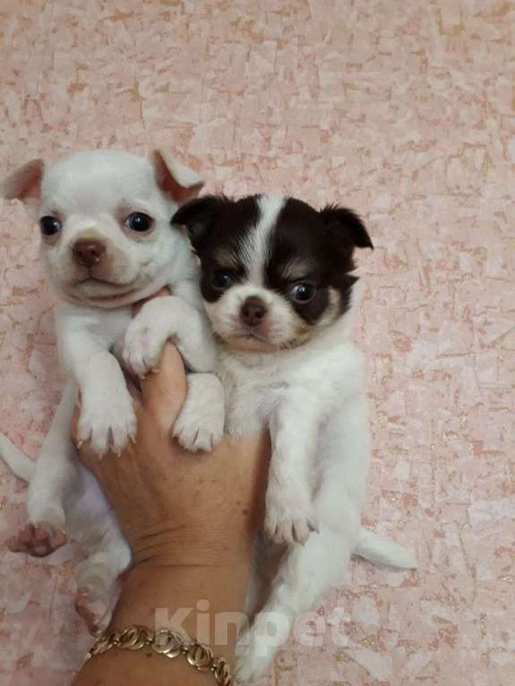 Собаки в Краснодаре: Щенки чихуахуа Девочка, Бесплатно - фото 10