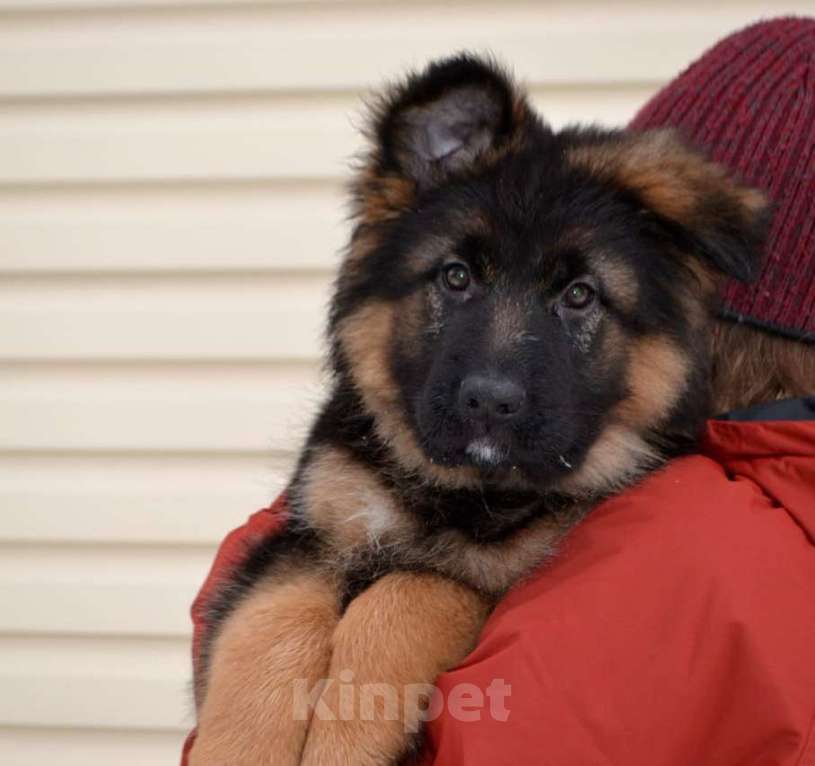 Собаки в Томске: Длинношерстная сука щенок Девочка, 55 000 руб. - фото 1
