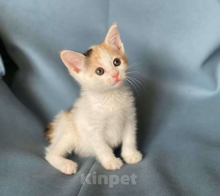 Кошки в Москве: Котенок Нарния ищет дом Девочка, Бесплатно - фото 5