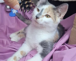 Кошки в Москве: Котёнок трехцветого окраса в добрые руки  Девочка, Бесплатно - фото 2