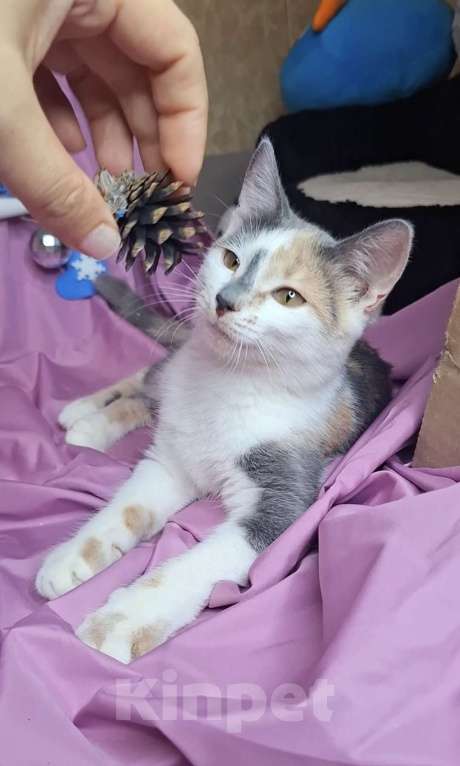 Кошки в Москве: Котёнок трехцветого окраса в добрые руки  Девочка, Бесплатно - фото 2