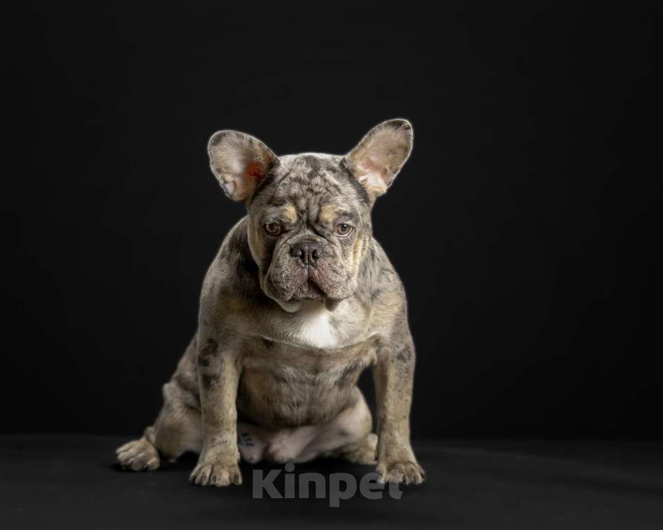 Собаки в Брянске: Робин  Мальчик, 90 000 руб. - фото 3