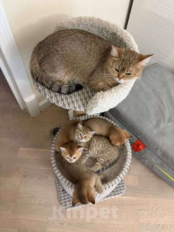 Кошки в Москве: Котята британской золотой шиншиллы ищут свою хозяйку Девочка, 25 000 руб. - фото 4