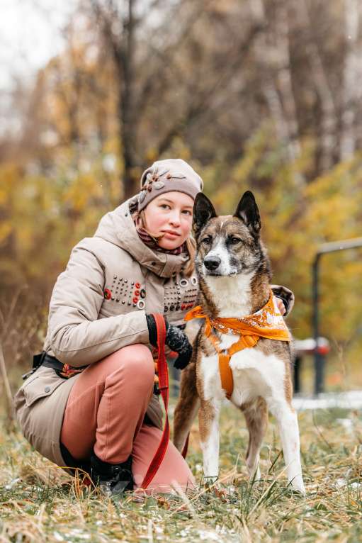 Собаки в Москве: Солнечный Гера ищет дом Мальчик, Бесплатно - фото 8