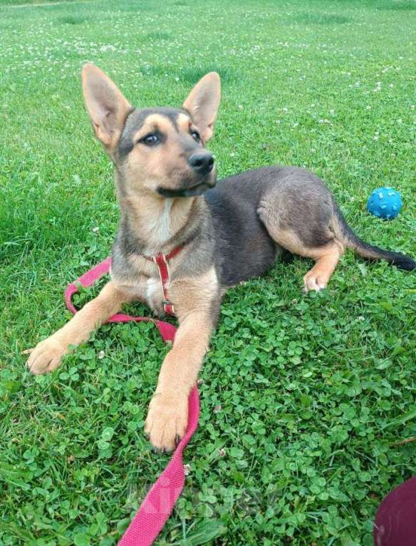 Собаки в Москве: Малышка щенок-девочка Ассоль в добрые руки Девочка, Бесплатно - фото 5