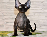 Кошки в Москве: Черный мальчик девон-рекс Мальчик, 50 000 руб. - фото 2