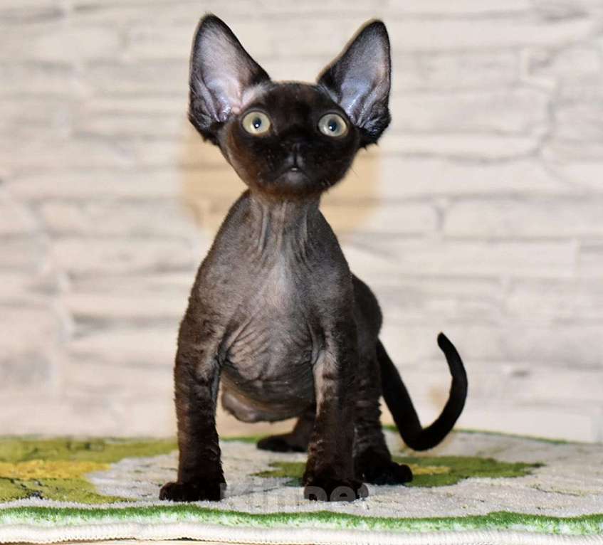 Кошки в Москве: Черный мальчик девон-рекс Мальчик, 50 000 руб. - фото 2