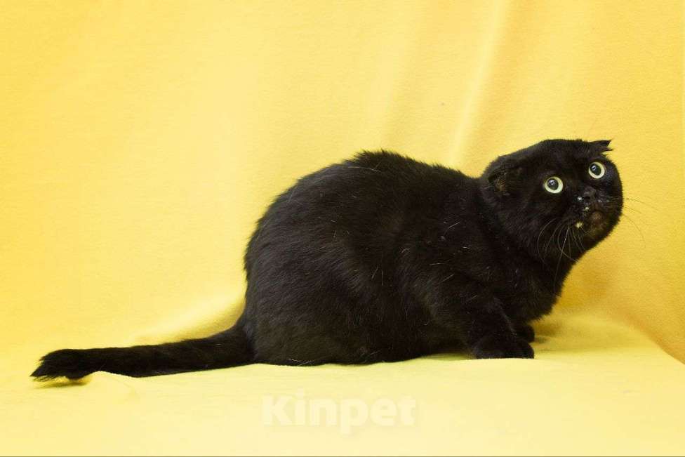 Кошки в Москве: Вислоухая кошечка с белыми веснушками ищет дом! Девочка, Бесплатно - фото 2