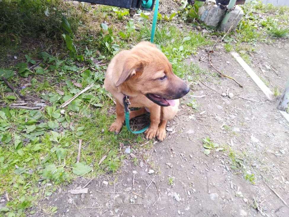 Собаки в Кыштыме: Девочка в добрые руки. Девочка, 1 руб. - фото 4