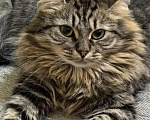 Кошки в Санкт-Петербурге: Кошечка Милана Девочка, Бесплатно - фото 1