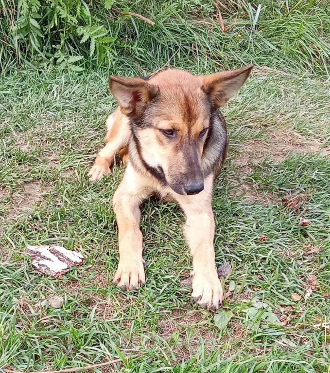 Собаки в Москве: Щенок Леся в добрые руки. Девочка, Бесплатно - фото 7