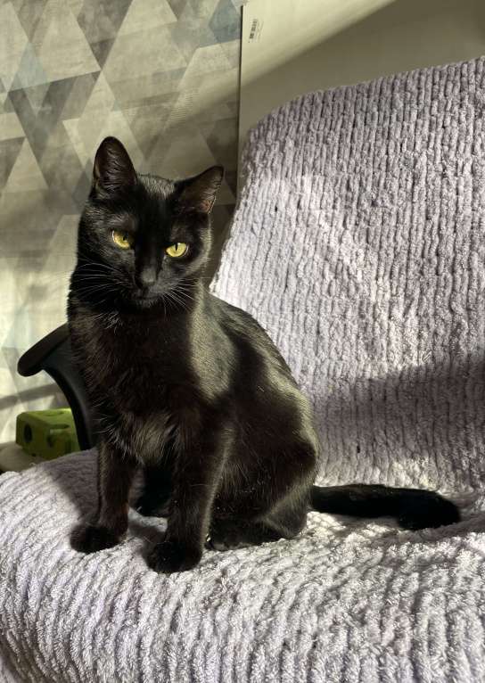 Кошки в Москве: Ласковый котик ждёт человека Мальчик, Бесплатно - фото 2