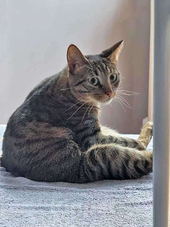 Кошки в Москве: Ищет дом кот, который умеет любить Мальчик, 10 руб. - фото 4