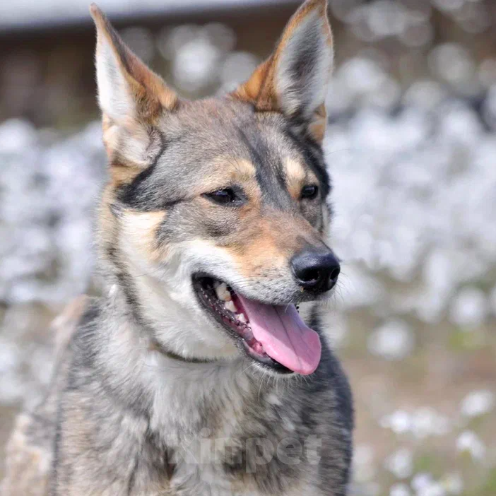 Собаки в Ярославле: Манюня ждет Вас в приюте! Девочка, Бесплатно - фото 3