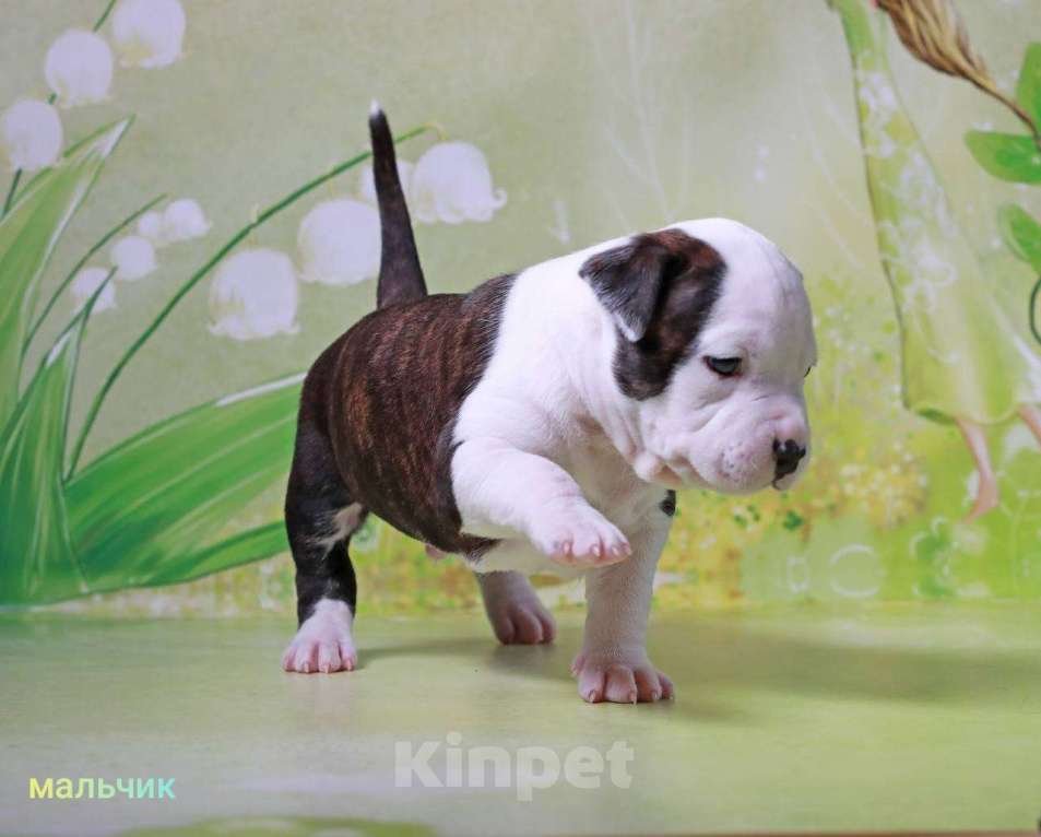 Собаки в Волхове: Щенок амстафф мальчик Мальчик, 80 000 руб. - фото 1