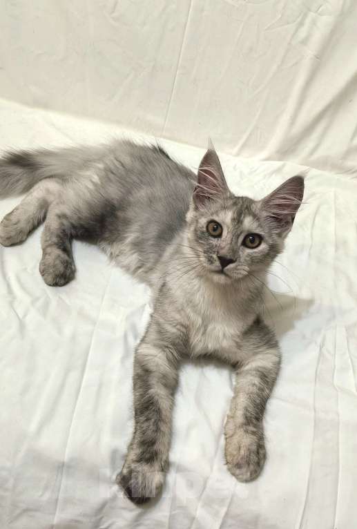 Кошки в Краснодаре: ПРАДА Девочка, 70 000 руб. - фото 2