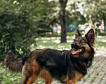 Собаки в Москве: Очаровательная малышка Клер ждет свою семью. Девочка, 100 руб. - фото 1