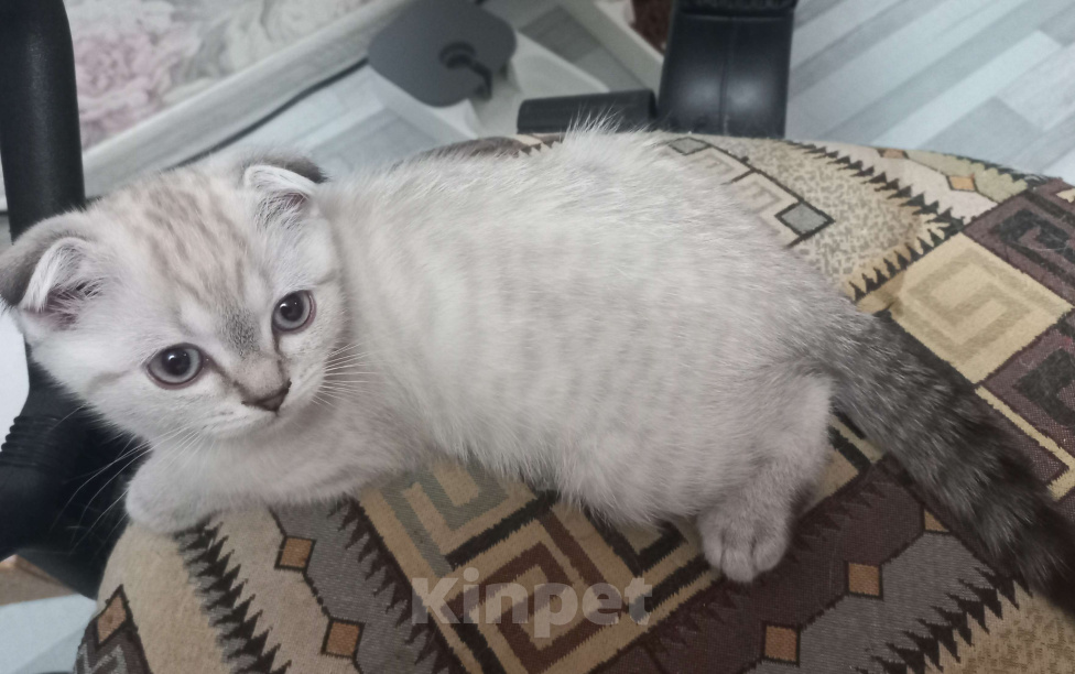 Кошки в Москве: Необыкновенная вислоухая кошечка таби поинт Девочка, 15 000 руб. - фото 3