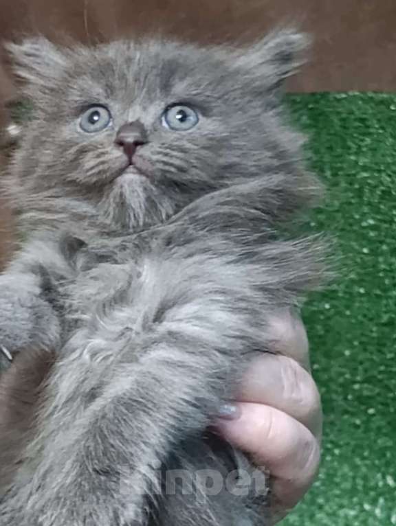 Кошки в Москве: Шотландские котята Мальчик, Бесплатно - фото 8