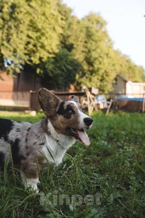 Собаки в Воскресенске: Щенки корги кардиган Мальчик, 40 000 руб. - фото 9