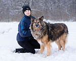 Собаки в Москве: Метис длинношёрстной овчарки в дар Мальчик, Бесплатно - фото 10