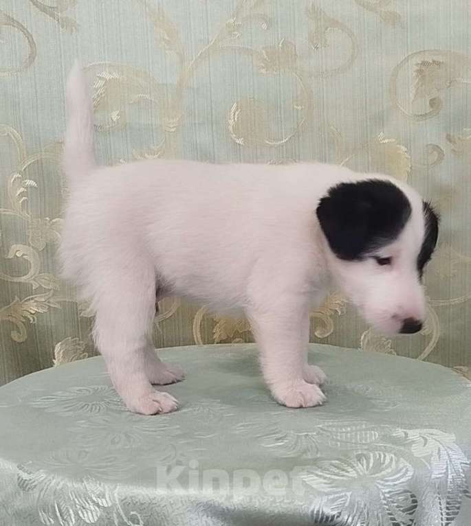 Собаки в Новосибирске: Фокстерьер гладкошерстный Мальчик, 40 000 руб. - фото 2