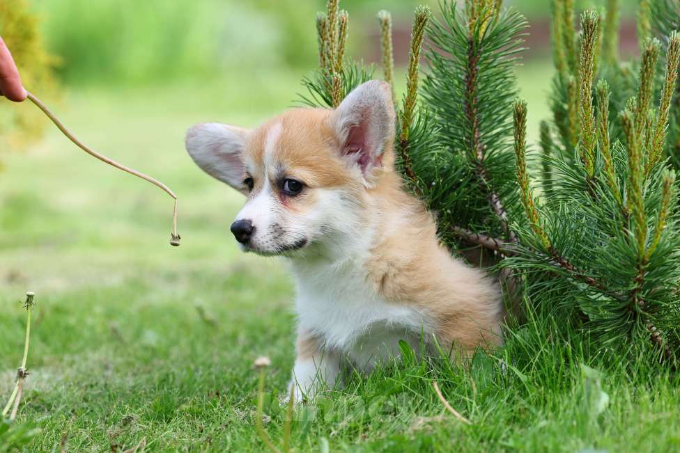 Собаки в Казани: Щенок вельш корги пемброк  Девочка, 70 000 руб. - фото 2