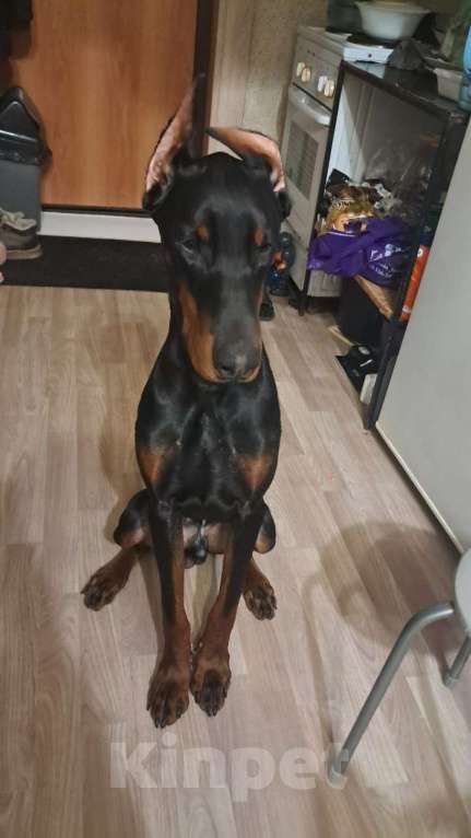 Собаки в Красноярске: В добрые руки Мальчик, Бесплатно - фото 1