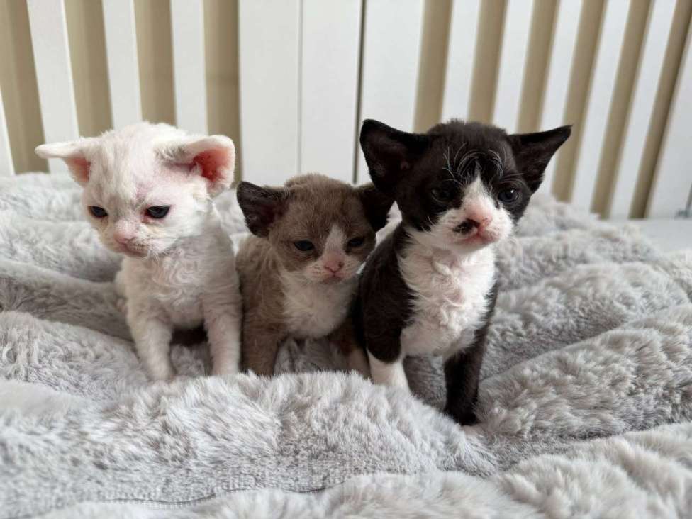 Кошки в Новосибирске: Девон Рекс, мальчик Мальчик, 120 000 руб. - фото 1