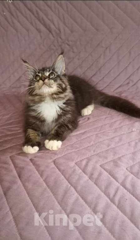 Кошки в Самаре: Мейн-ку́н Мальчик, 25 000 руб. - фото 3