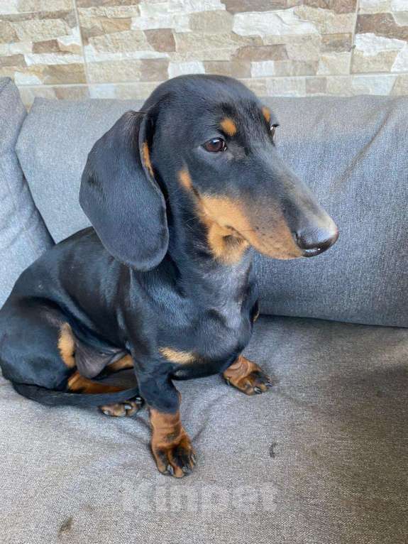 Собаки в Москве: шикарная гладкошерстная такса от рабочей суки  Девочка, 45 000 руб. - фото 1