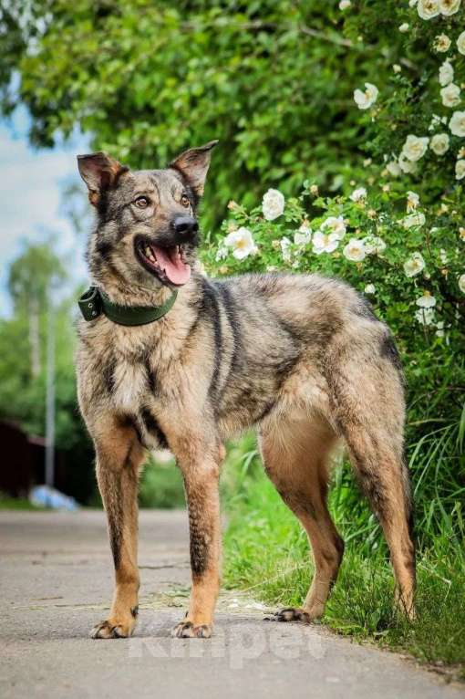 Собаки в Москве: Молодой пес Спарки ищет семью. Мальчик, Бесплатно - фото 4