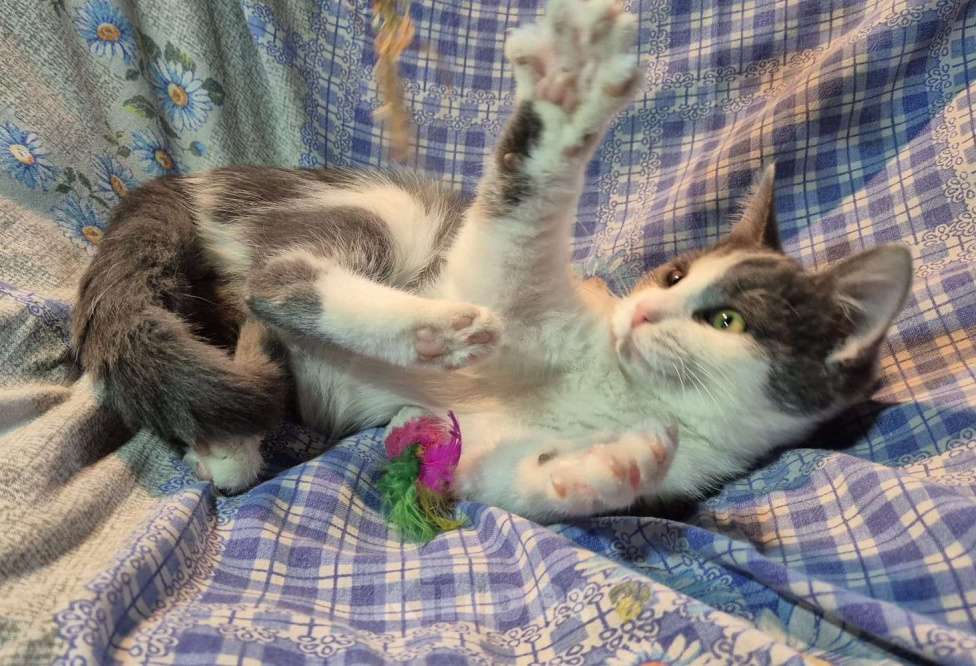 Кошки в Санкт-Петербурге: Ищет дом игривый Сёма Мальчик, Бесплатно - фото 2