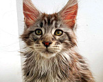Кошки в Ачинске: Котята Мейн-Кун Девочка, 50 000 руб. - фото 3