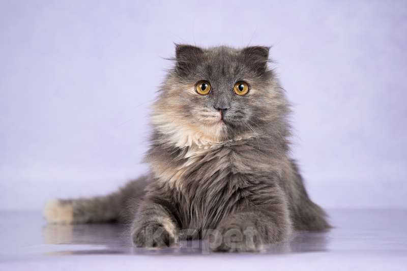 Кошки в Москве: Роскошная молодая хайленд-фолд Инесса в добрые руки Девочка, Бесплатно - фото 6