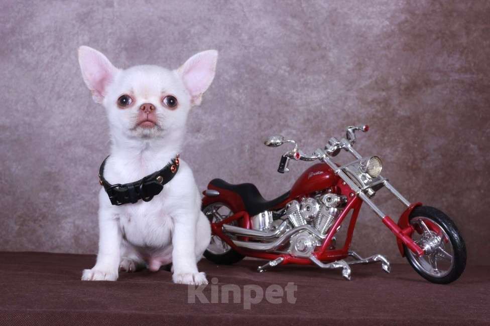 Собаки в Люберцах: Ярик 05.01.25 года рождения Мальчик, 35 000 руб. - фото 3