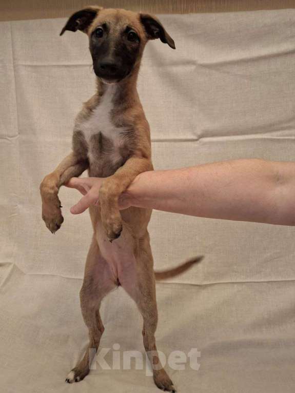 Собаки в Москве: Щенки метисы уиппета Мальчик, 5 руб. - фото 4