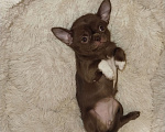 Собаки в Иркутске: Шоколадка Девочка, 35 000 руб. - фото 1