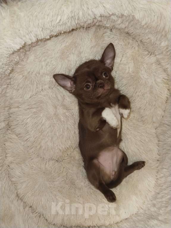 Собаки в Иркутске: Шоколадка Девочка, 35 000 руб. - фото 1